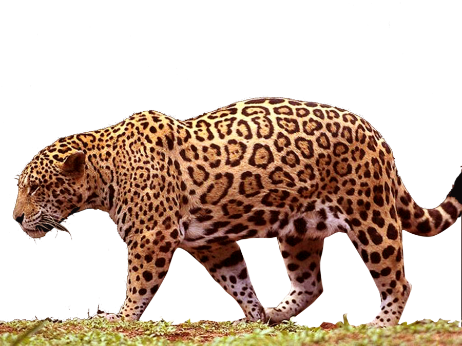Giaguaro