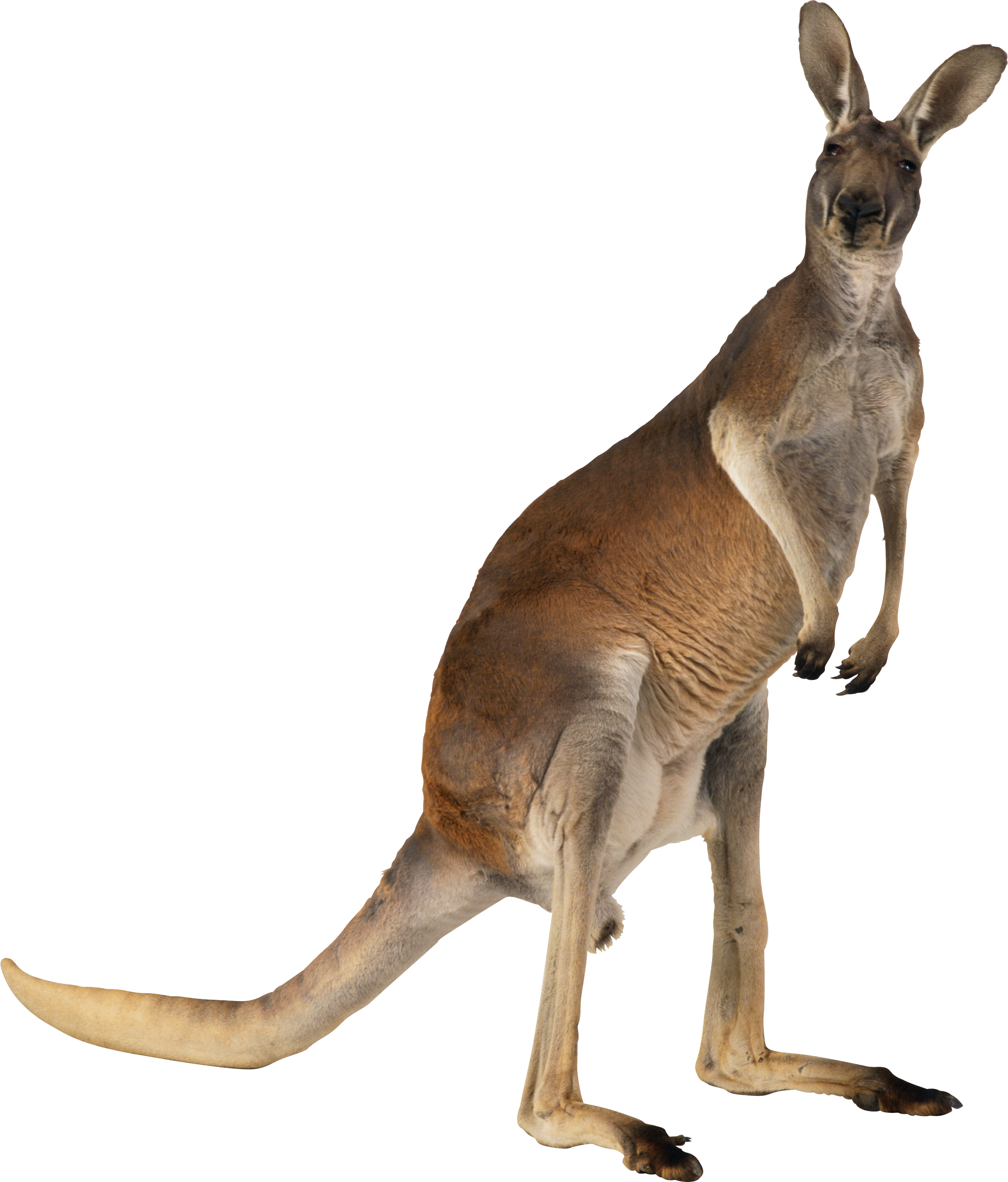 Kanguru