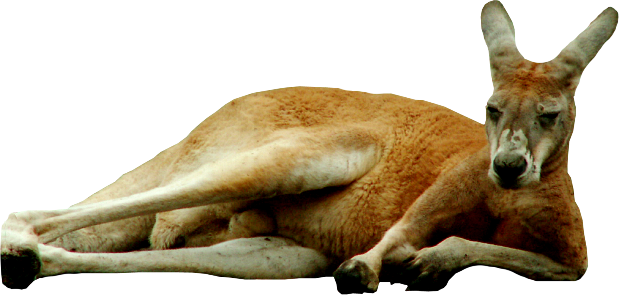 Kangur