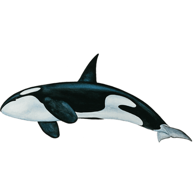 Orca