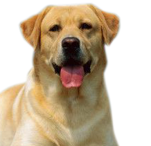 Labrador köpeği