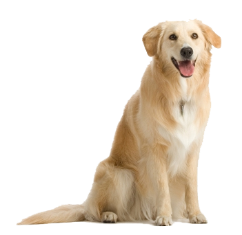 Labrador köpeği