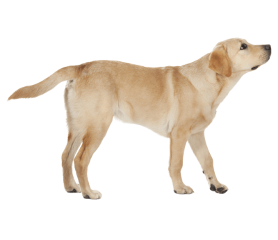 लैब्राडोर कुत्ता