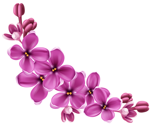 라일락 꽃