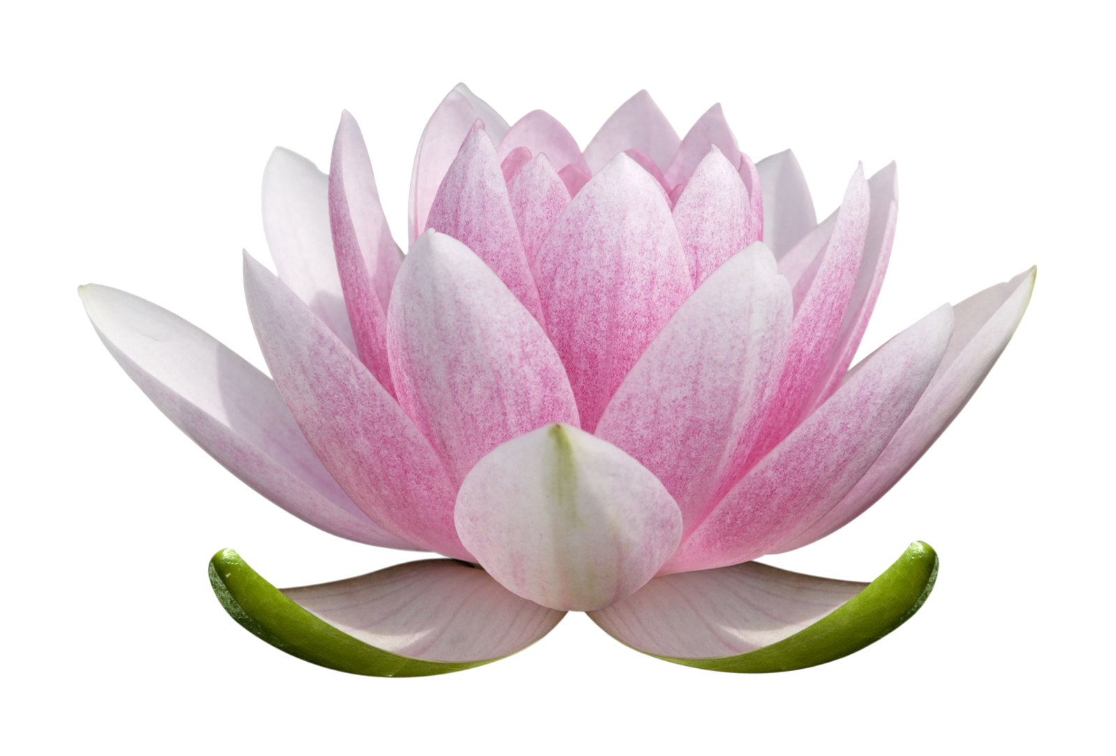 Lotus, hibiscus d'eau