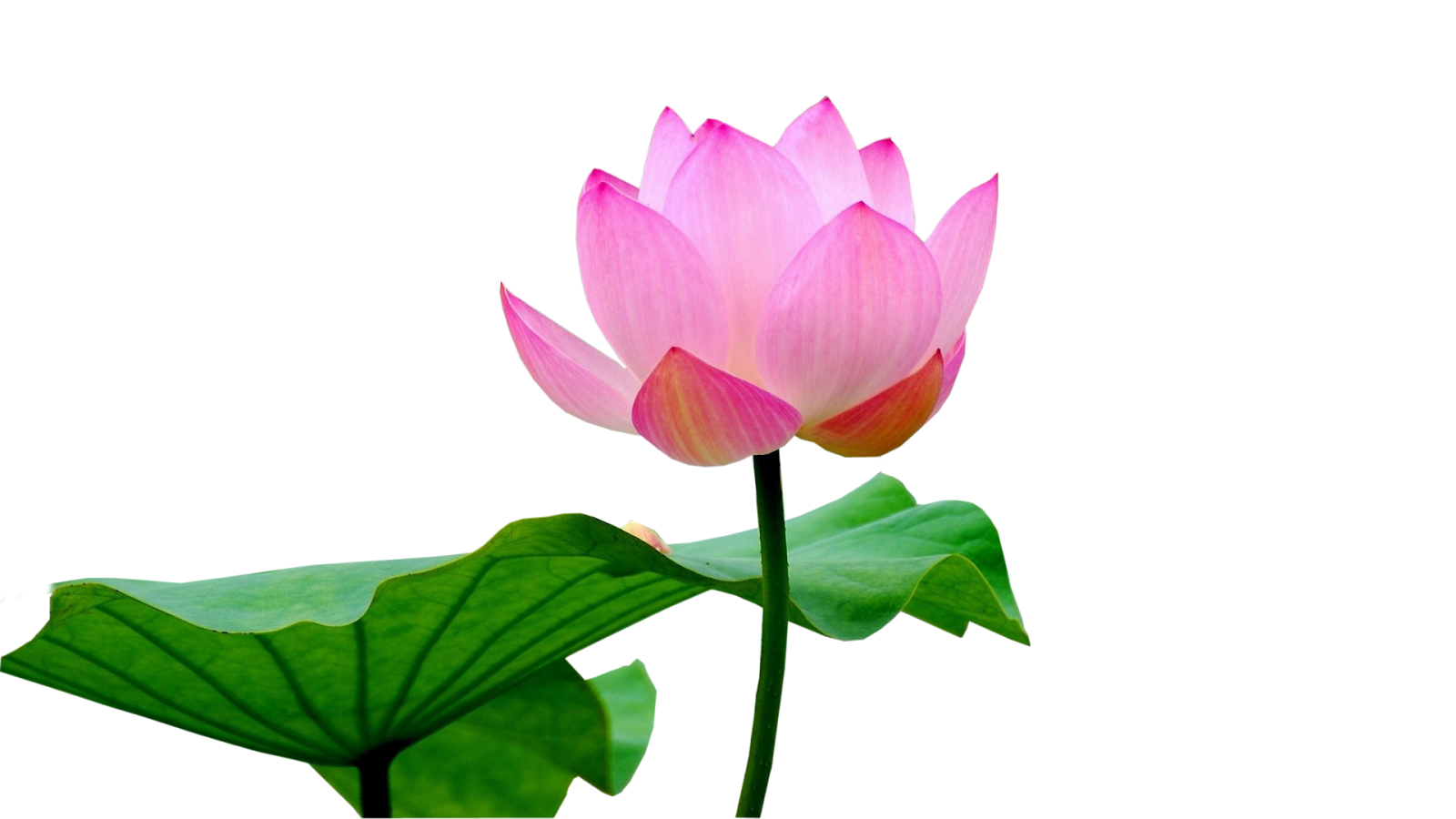 Lotus, lotus