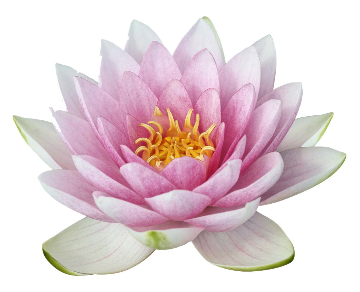 Lotus, hibiscus d'eau