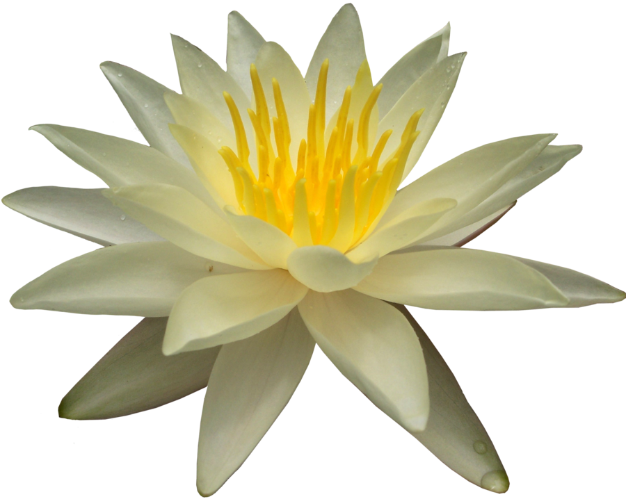 Lotus, Wasserhibiskus