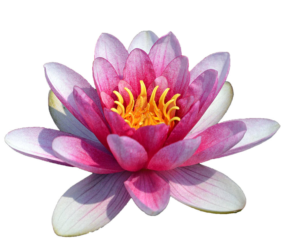 Lotus, lotus