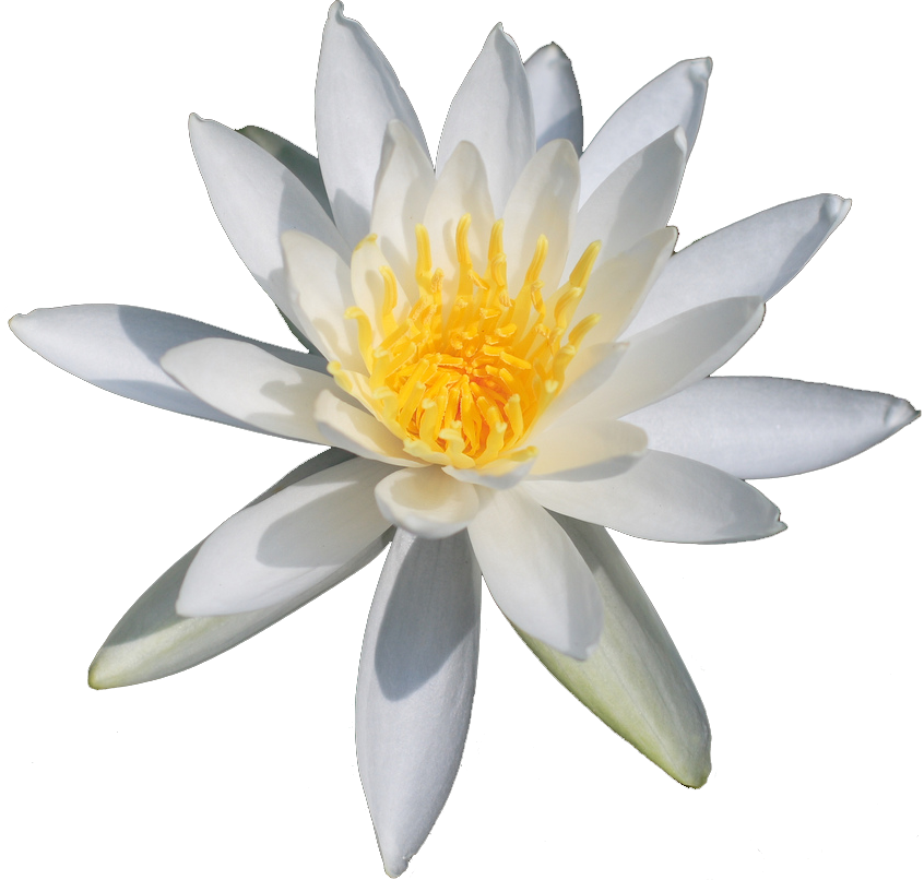 Lotus, Wasserhibiskus