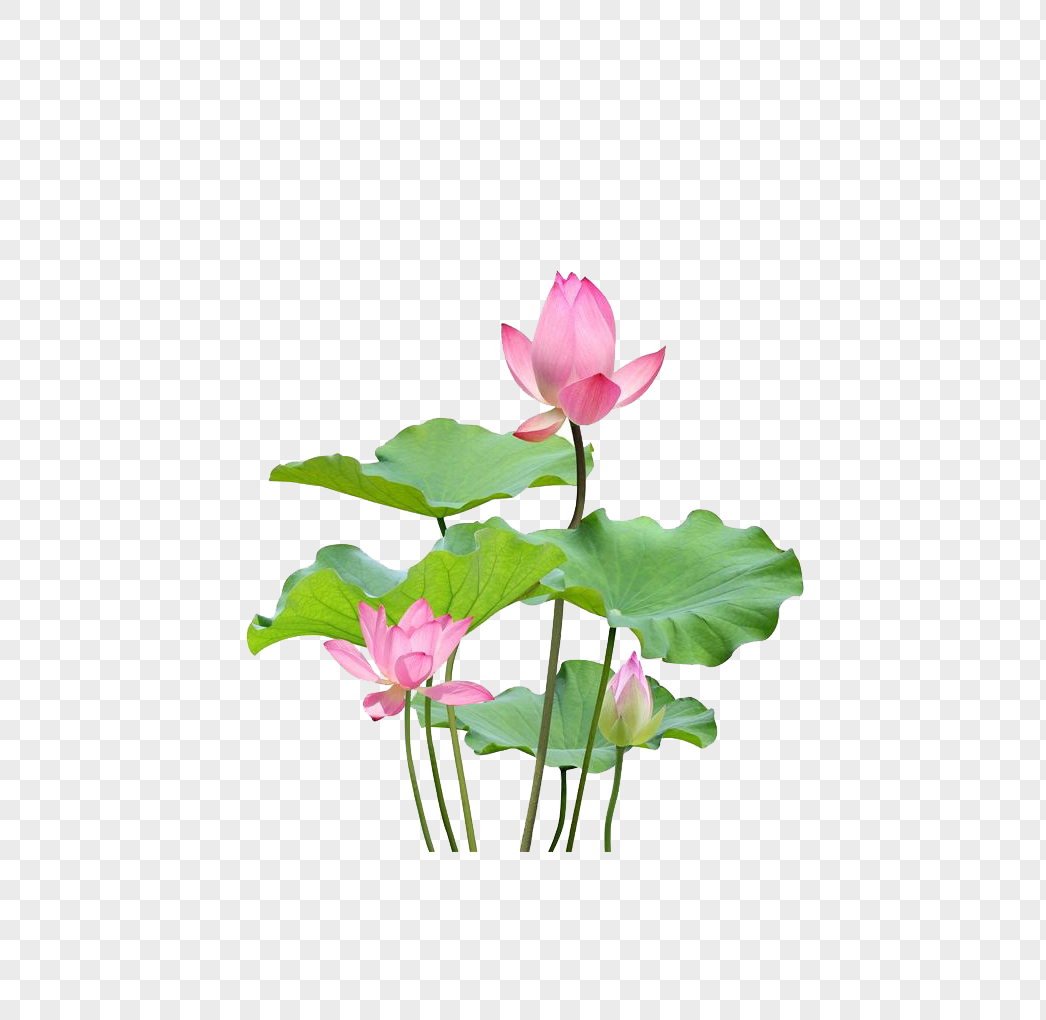 Lotus, Lotus