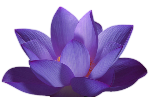 紫色莲花、荷花