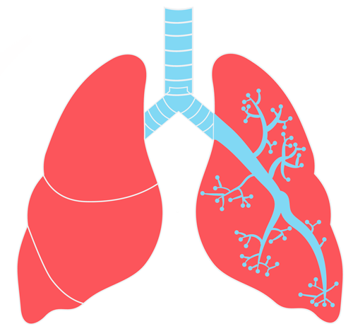 肺