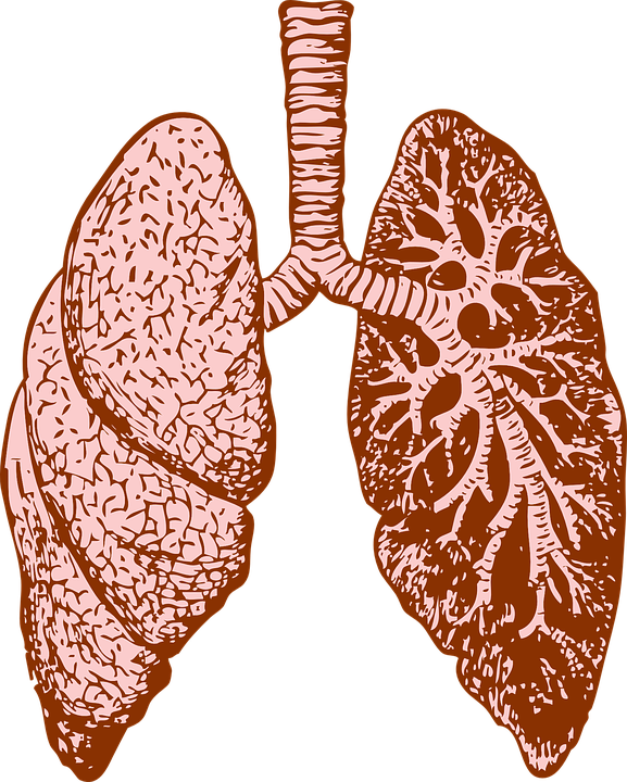 肺