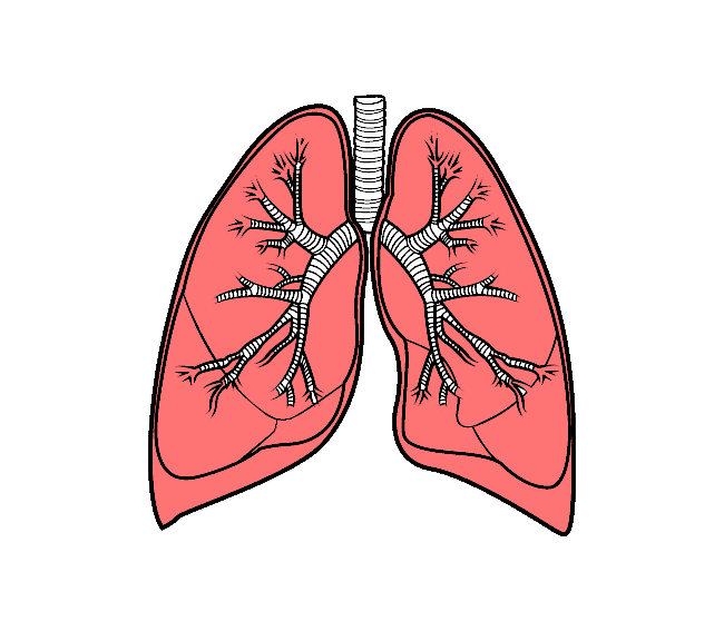 Akciğer