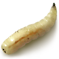 Larvas