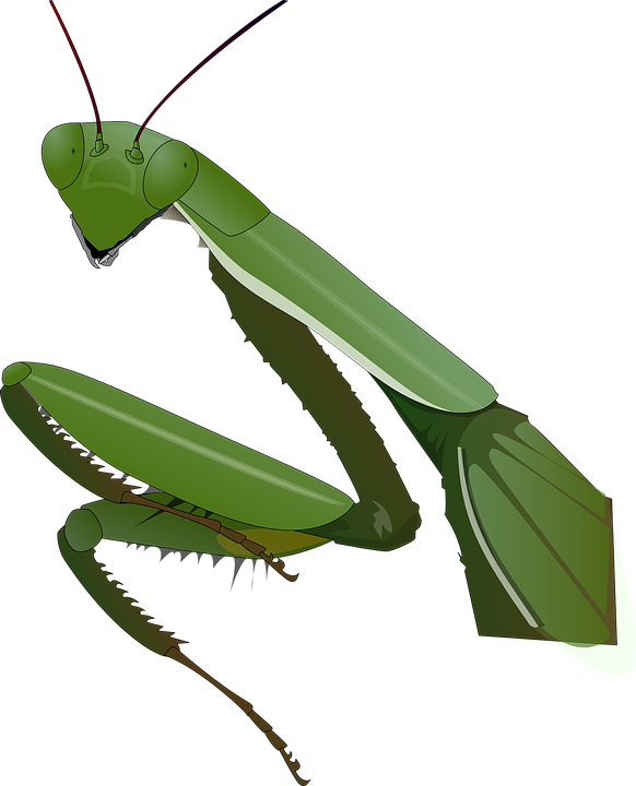 螳螂