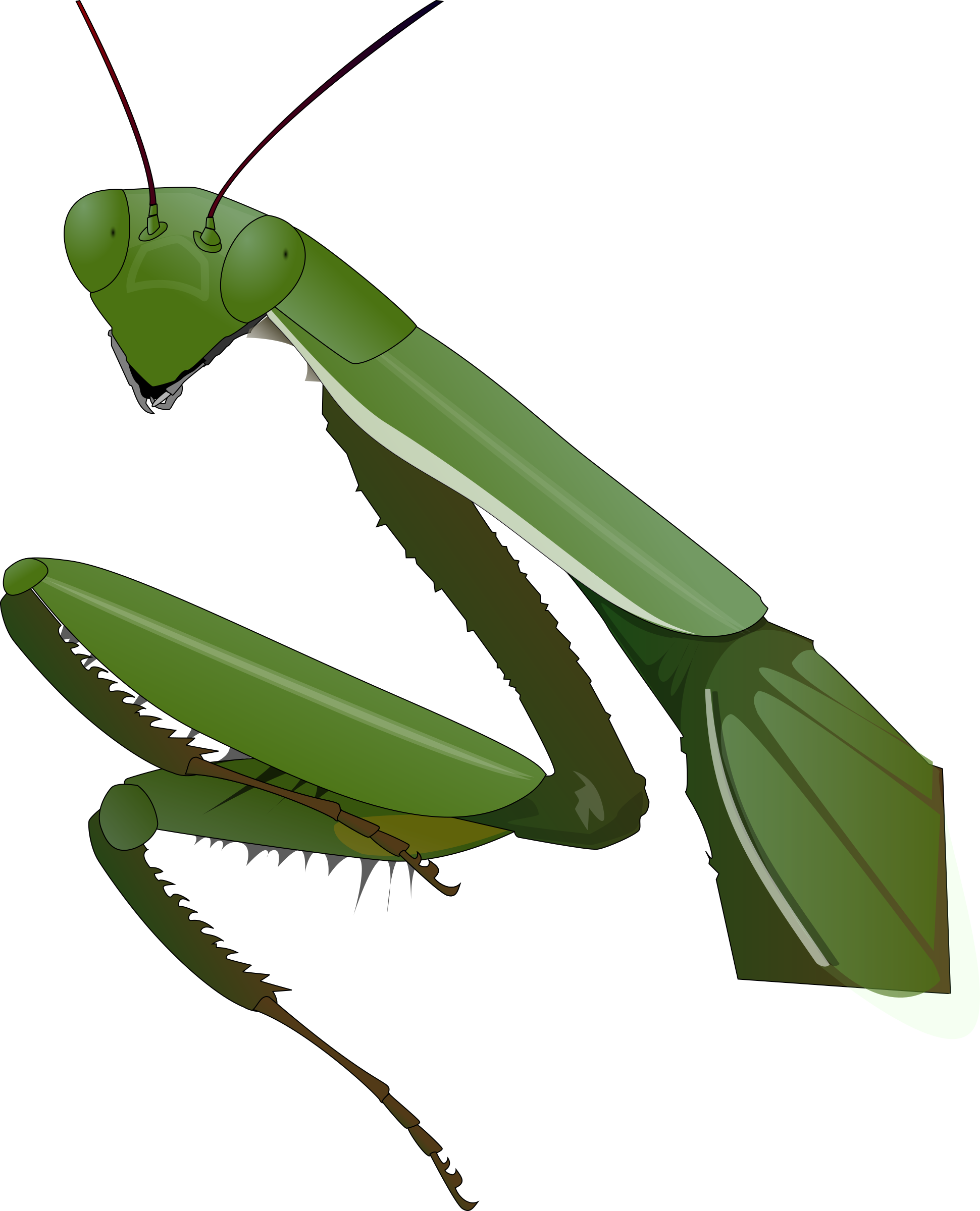 螳螂