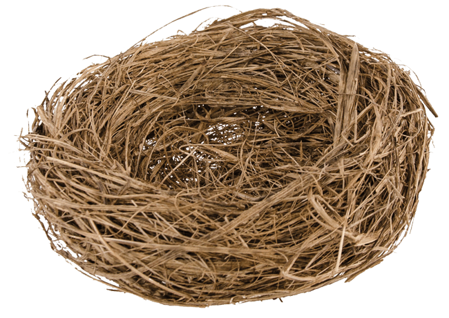 Le nid d'oiseau