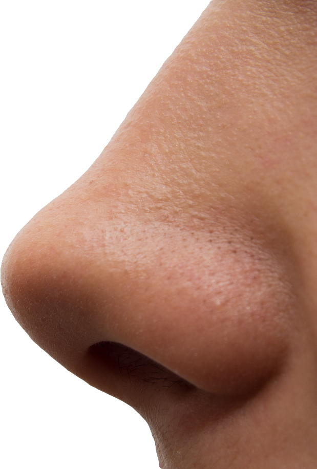 人間の鼻