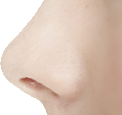 मानव नाक