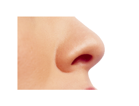 Menschliche Nase