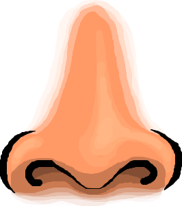 Hidung manusia