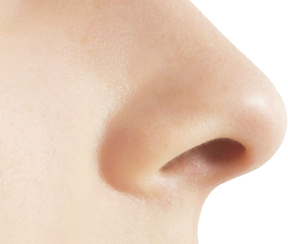 Menschliche Nase