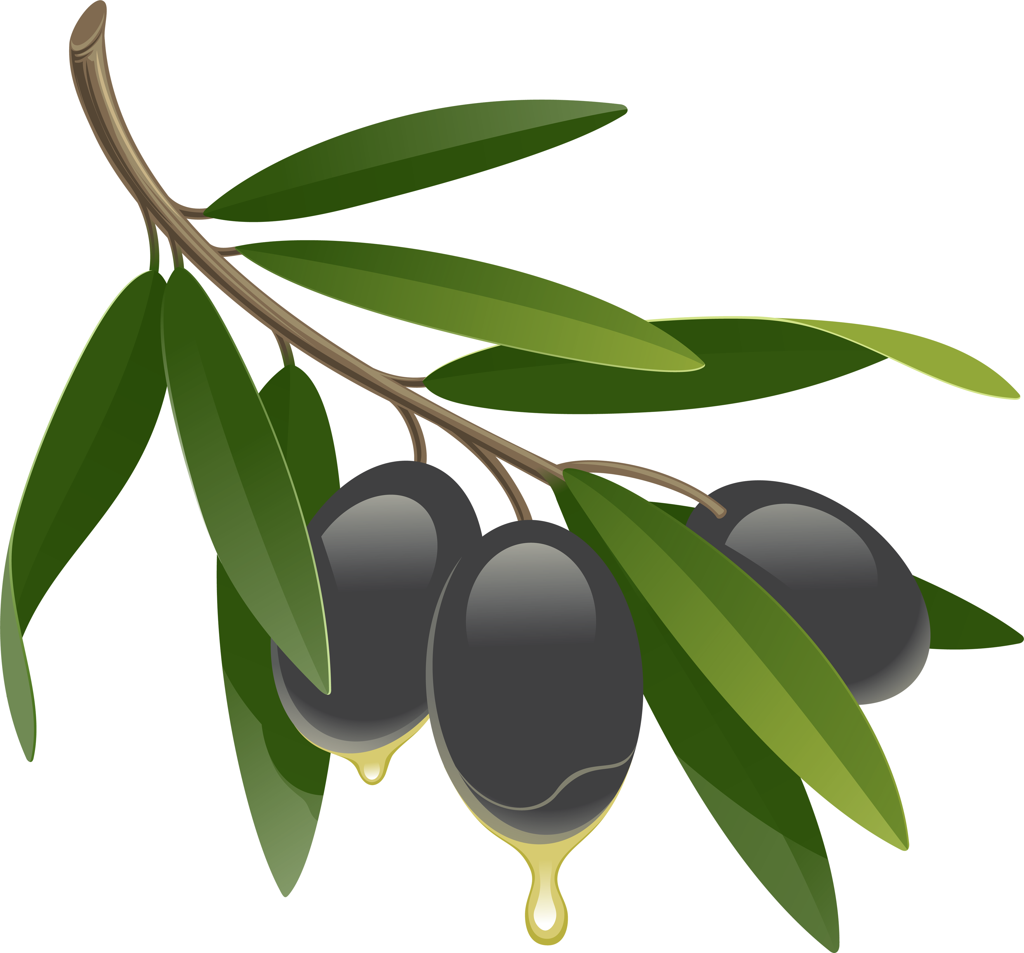 Czarne oliwki