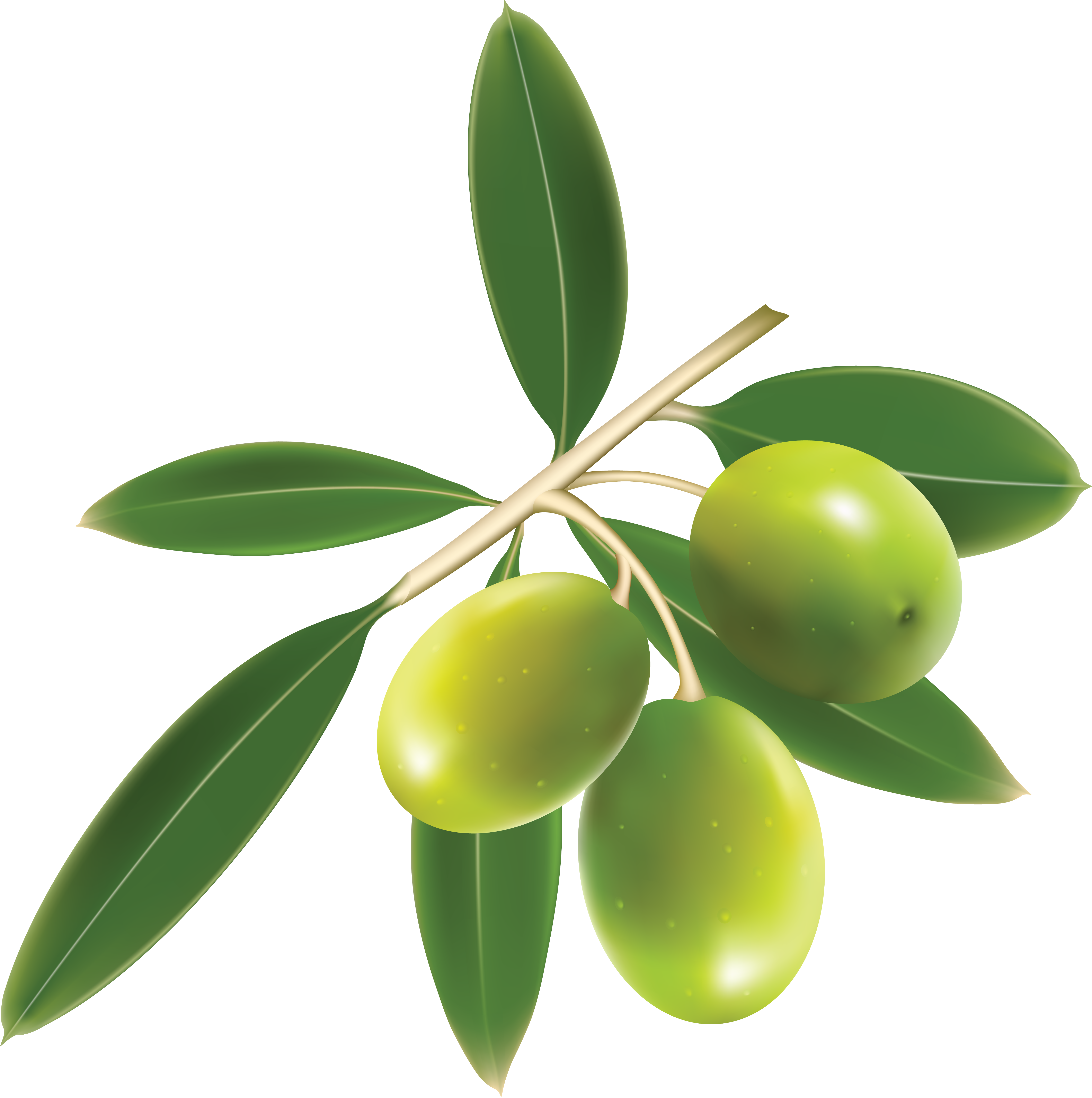 Zielone oliwki