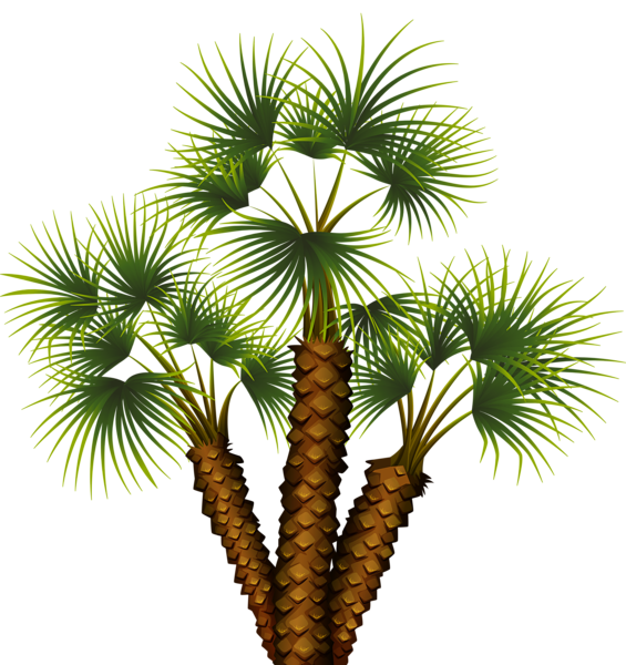 Palmeira