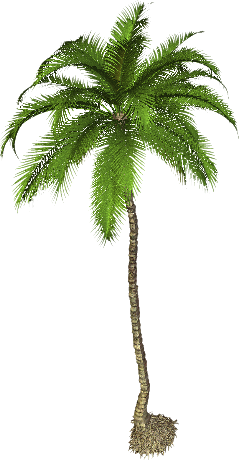 Drzewo palmowe