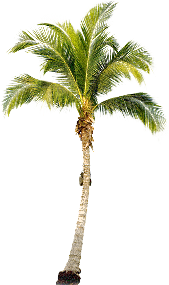Tropikal palmiye ağacı