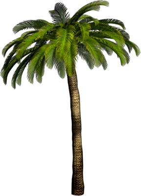 Palmier tropical