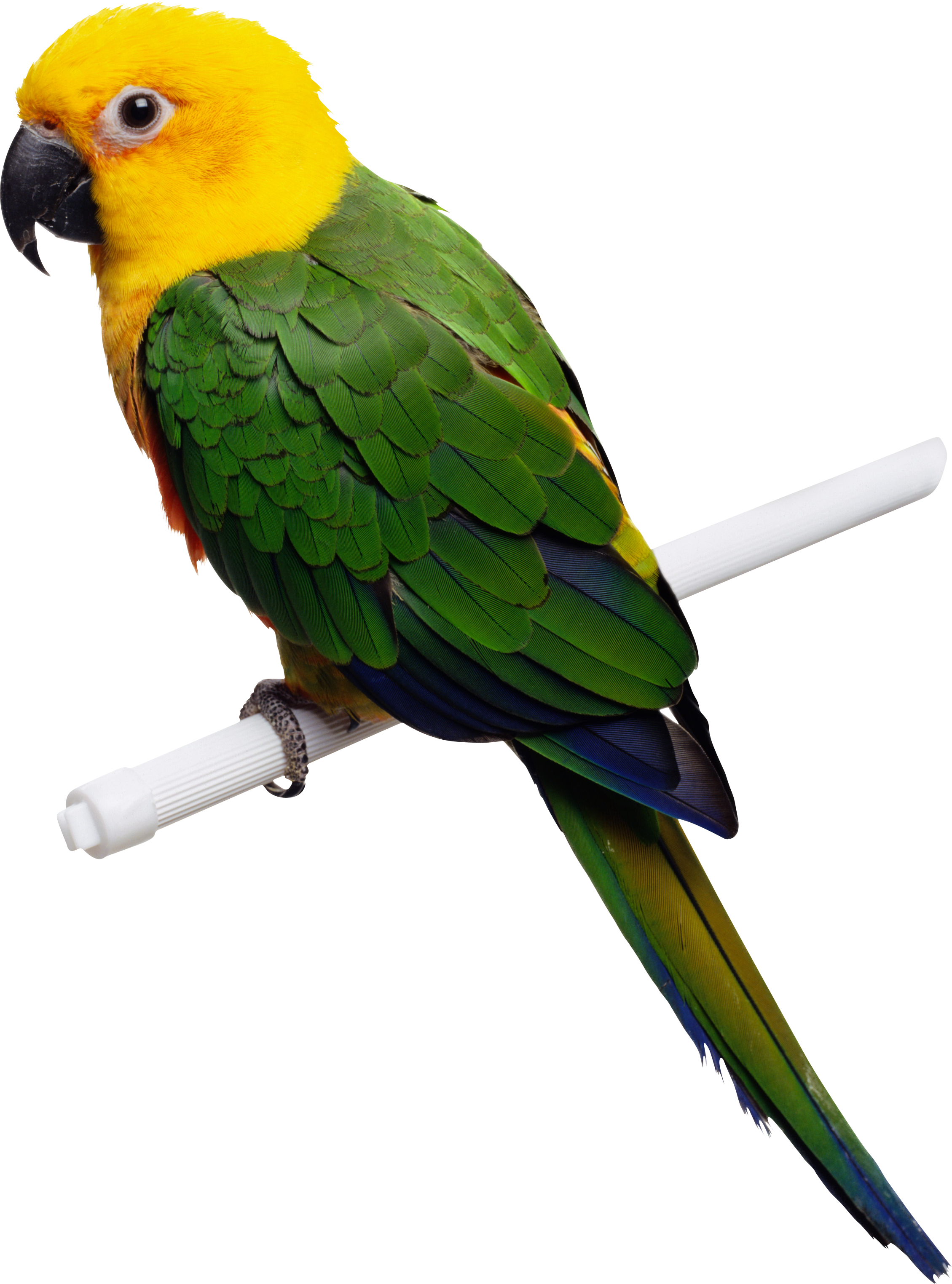 Perroquet vert-jaune