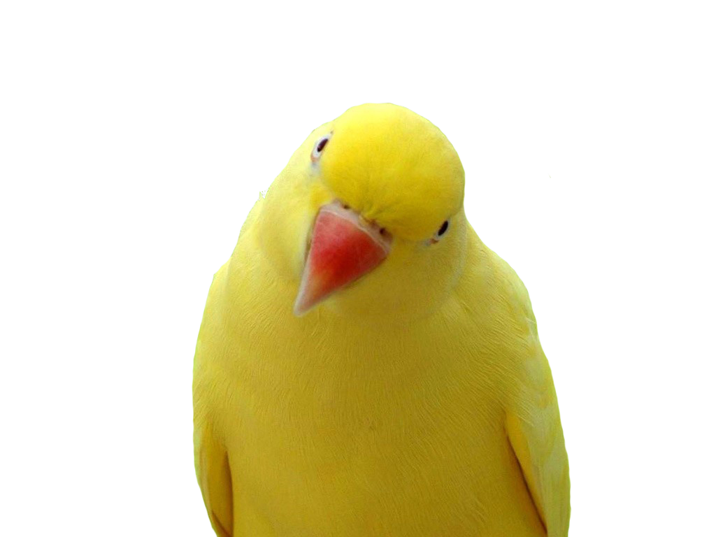 Żółta papuga
