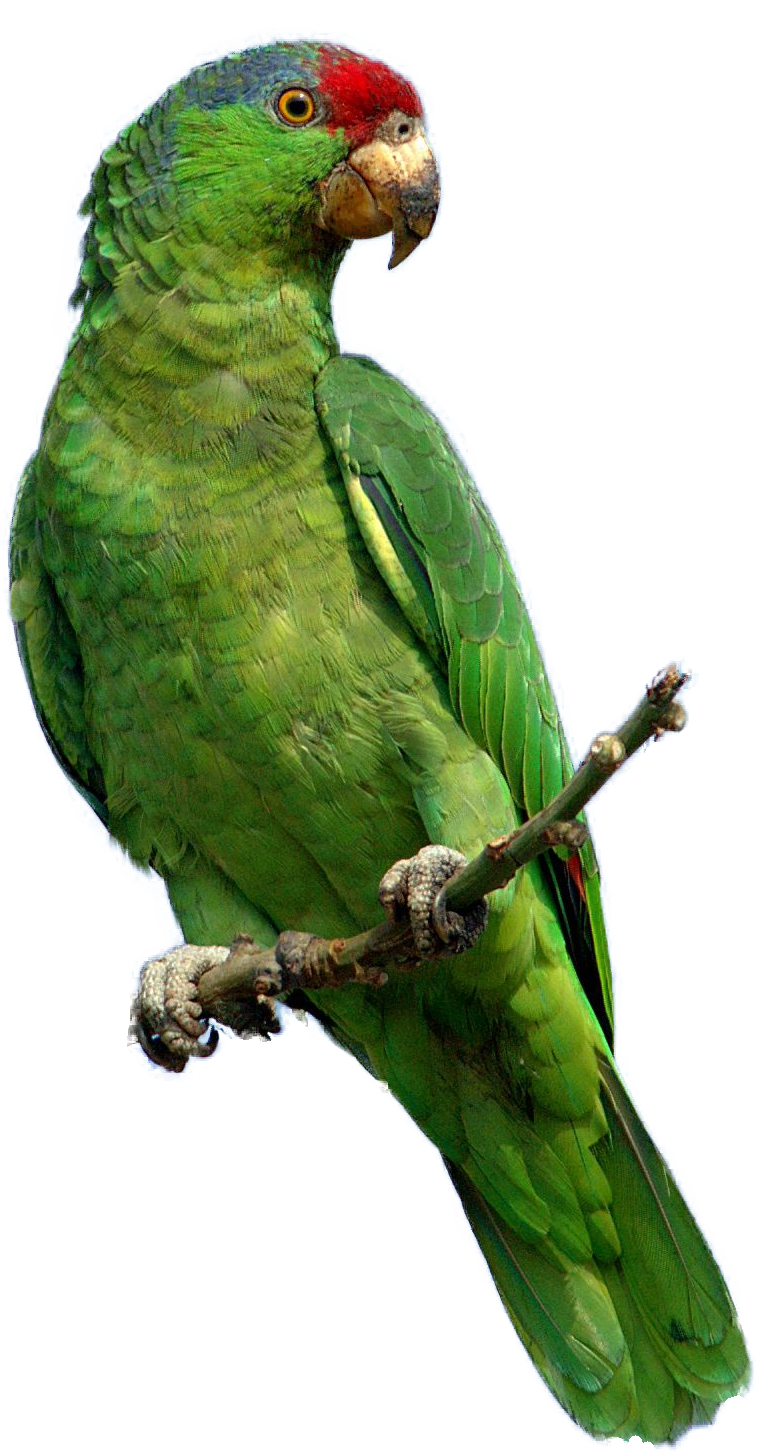 녹색 앵무새