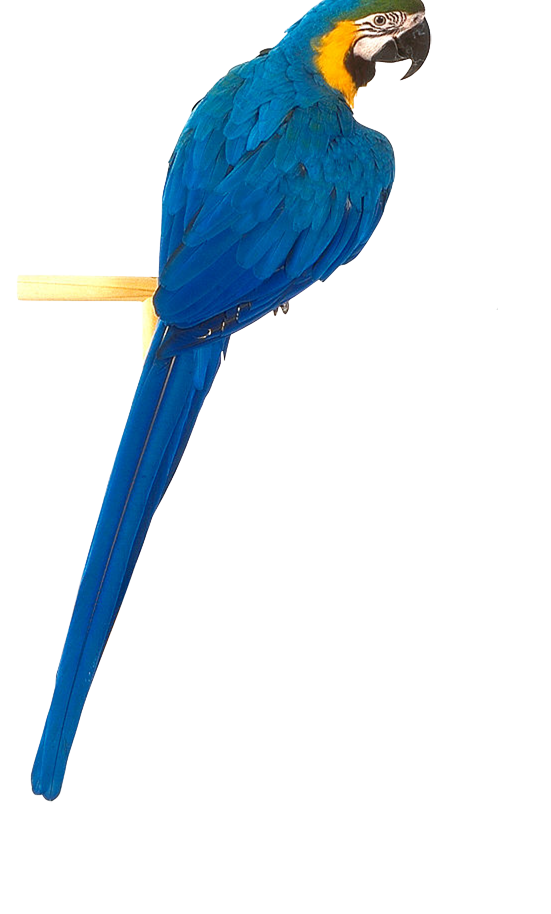 파란 앵무새