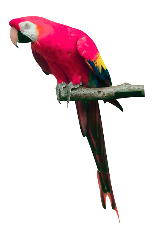 Różowa papuga