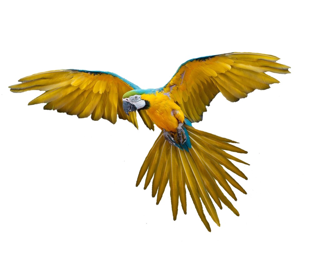 Latająca papuga