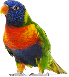 Farbe Papagei