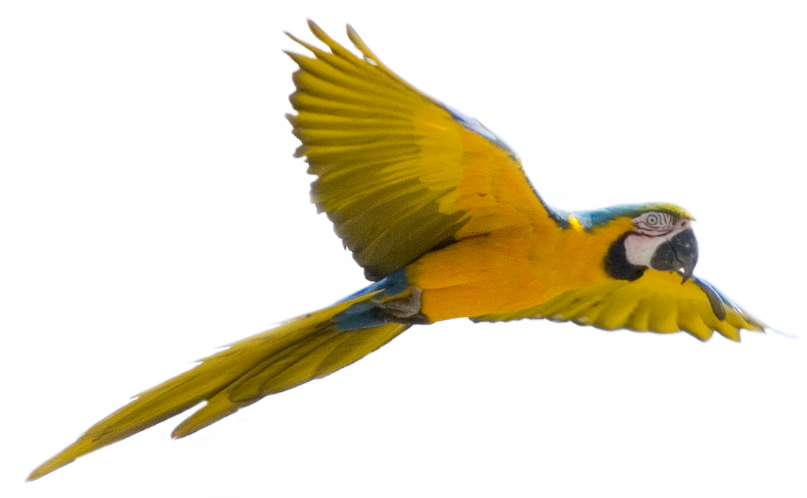 Żółta latająca papuga