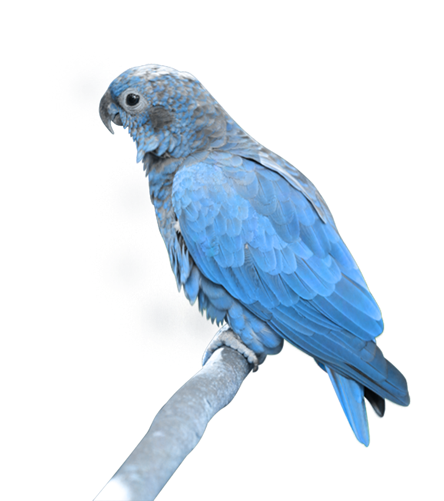Niebieska papuga