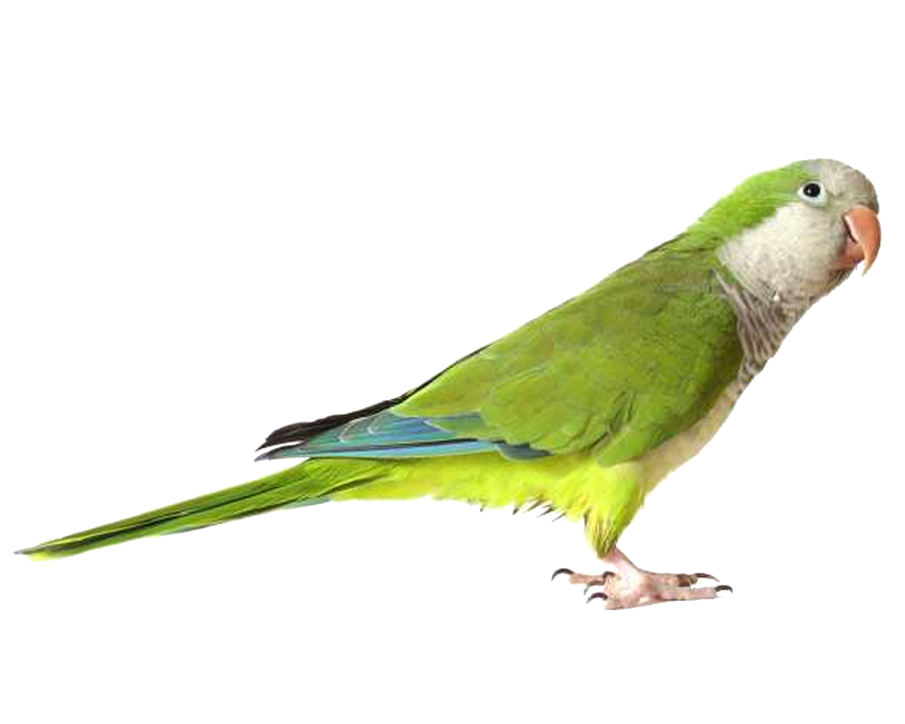 นกแก้วสีเขียว