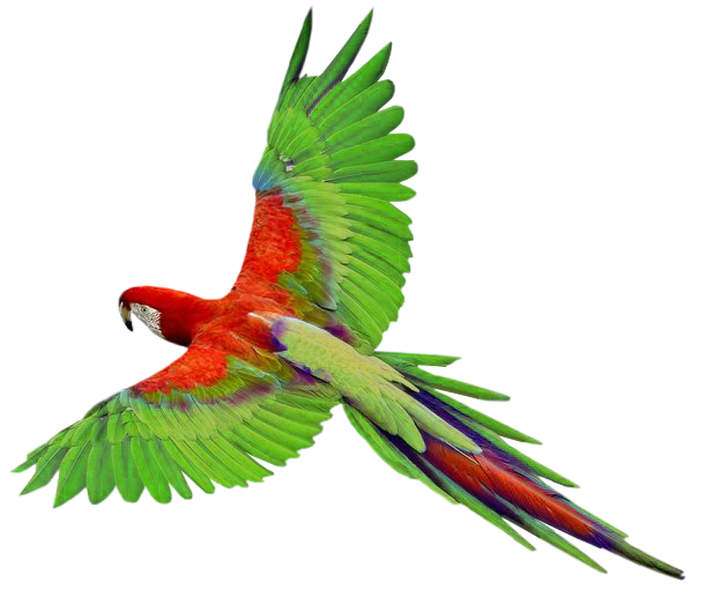 Fliegender grüner Papagei