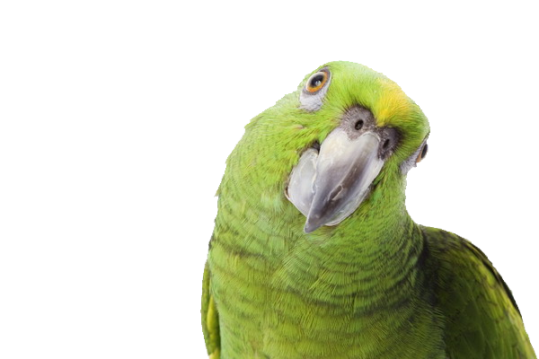 Burung beo hijau