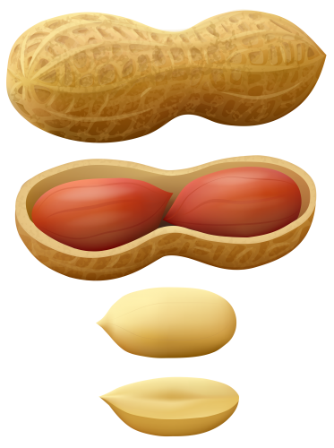 Amendoim