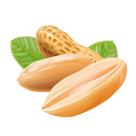 Erdnuss