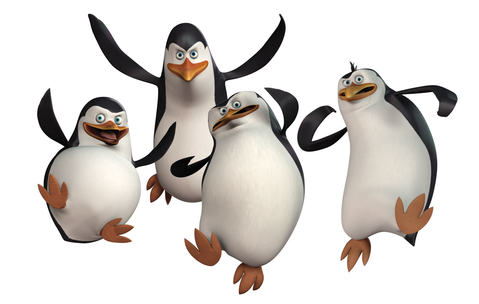เพนกวินมาดากัสการ์หลายตัว