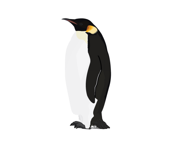 पेंगुइन